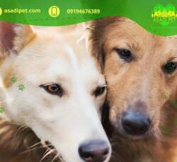 سگ وارداتی شمال تهران