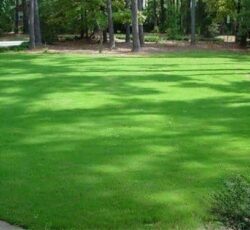 بذرچمن ، بذر چمن فضای سبز09199762163