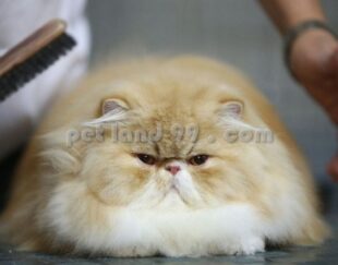 آموزش آرایش حیوانات شمال تهران