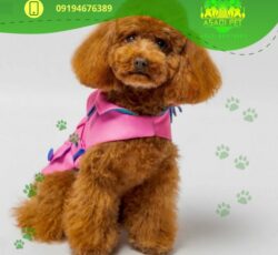 توله سگ پامرانین عظیمیه کرج