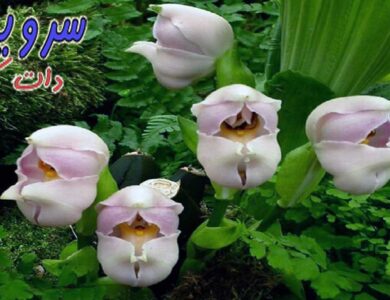  عجیب ترین گل های جهان
