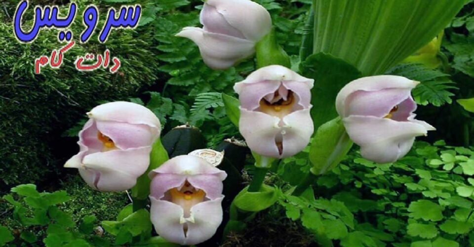  عجیب ترین گل های جهان