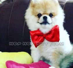 مرکز خرید سگ خانگی