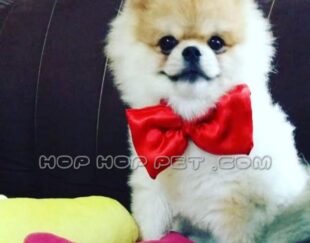 مرکز خرید سگ خانگی