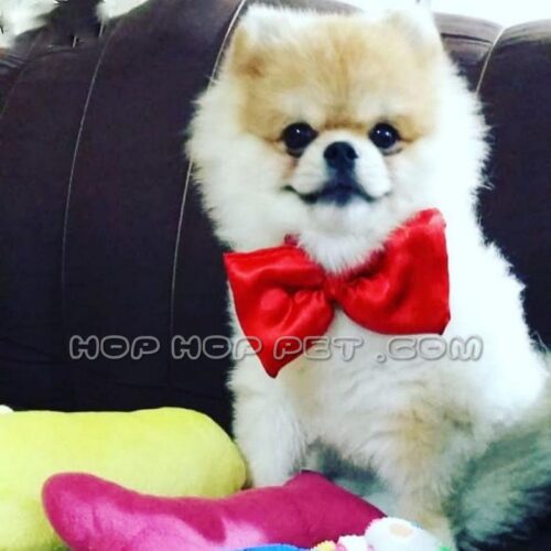 مرکز خرید سگ خانگی