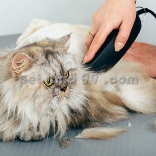 اصلاح و آرایش گربه در تهران