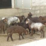 فروش انواع بره ماده هترو