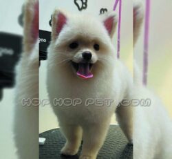 فروش سگ شیتزو اندرزگو