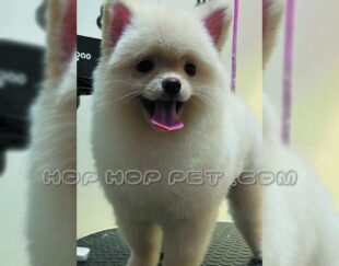 فروش سگ شیتزو اندرزگو