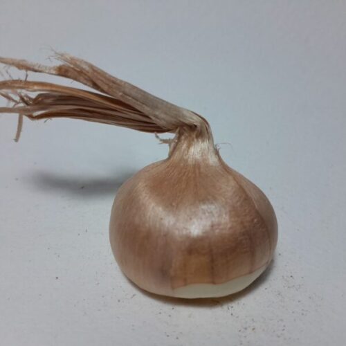 کاشت پیاز زعفران