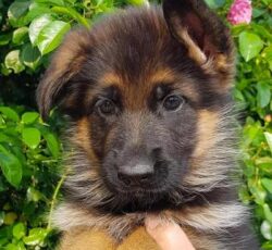 مرکز فروش سگ ژرمن شپرد