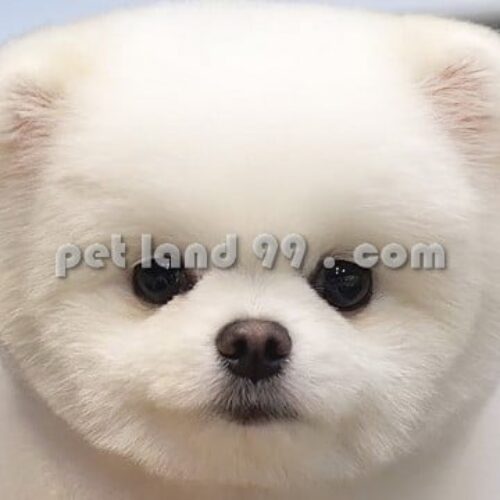 جذب هنرجوی آرایشگری حیوانات