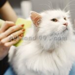 قیمت آموزش آرایش گربه