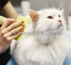 قیمت آموزش آرایش گربه