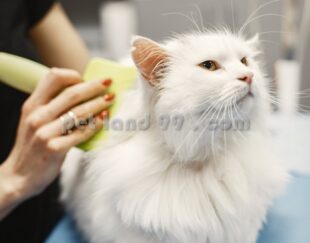 قیمت آموزش آرایش گربه