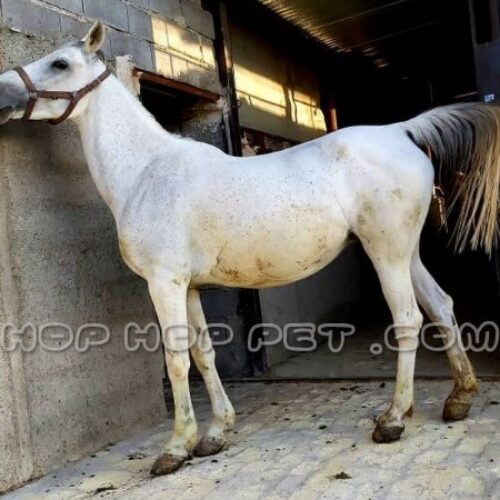 فروش حیوانات خانگی