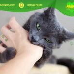 ‏‎فروشگاه گربه و‌ حیوانات نژاددار قیطریه