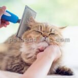 ‎‏‎اموزش پیرایش یورکشایر غرب تهران