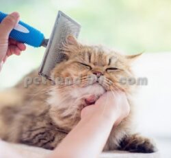 ‎‏‎اموزش پیرایش یورکشایر غرب تهران