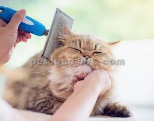 ‎‏‎اموزش پیرایش یورکشایر غرب تهران
