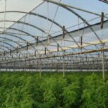 قیمت لوله گلخانه اصفهان