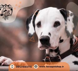 واکسیناسیون سگ و‌ گربه