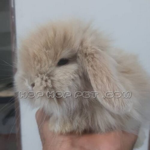 گربه اسکاتیش آپارتمانی