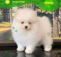 سگ آپارتمانی ارزان قیمت