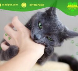 ‏‎واکسیناسیون حیوانات خانگی