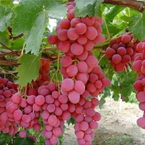 تولید و فروش بهترین انواع نهال میوه و زینتی در نهالستان آذربایجان