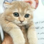 گربه اسکاتیش آپارتمانی