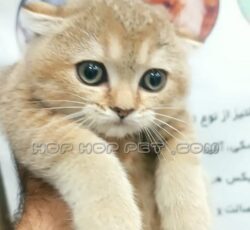 گربه اسکاتیش آپارتمانی