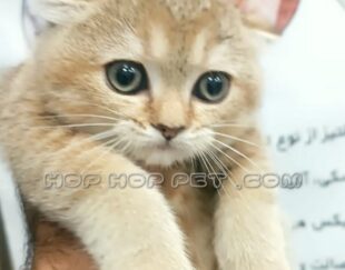 گربه اسکاتیش آپارتمانی