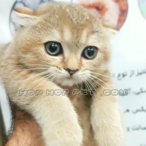 گربه اسکاتیش آپارتمانی