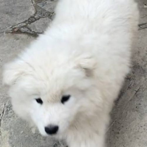 ? فروش توله سگ  ساموئید ☃️ در آفرر زمستانی?
