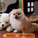 خرید سگ مالتیز نیاوران