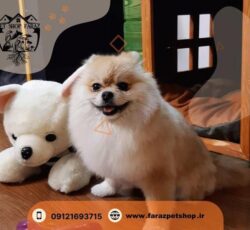 خرید سگ مالتیز نیاوران