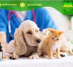 خدمات دامپزشکی شمال تهران