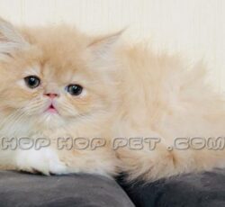 فروش گربه شمال تهران