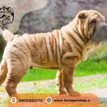 فروش مستقیم حیوانات خانگی