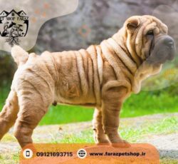 فروش مستقیم حیوانات خانگی