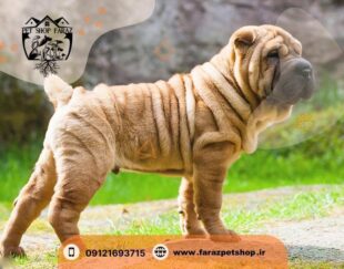 فروش مستقیم حیوانات خانگی