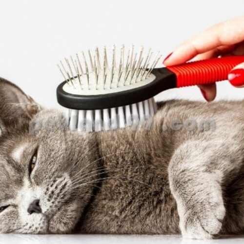 آموزش آرایشگری پت