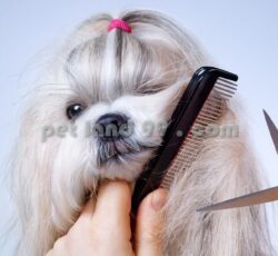 آموزش کوتاه کردن ناخن سگ