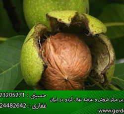 عرضه انواع نهال گردو (www.gerdo.pro)