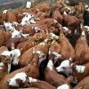 خرید و فروش گوساله سیمینتال