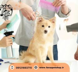 فروش گربه آپارتمانی