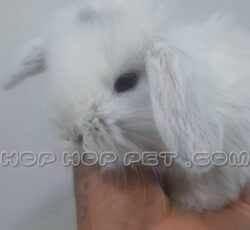 خرگوش مینی لوپ سفید