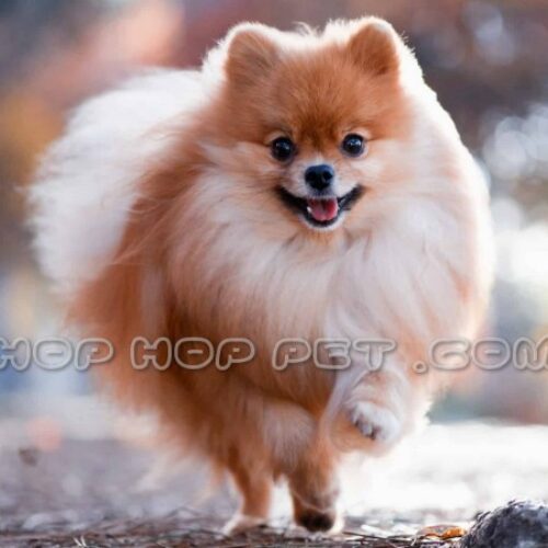 مرکز خرید سگ خانگی