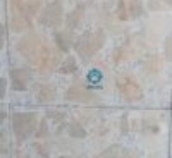 موزاییک لاشه پر طاووسی زمینه سفید و سنگ ریز مشکی